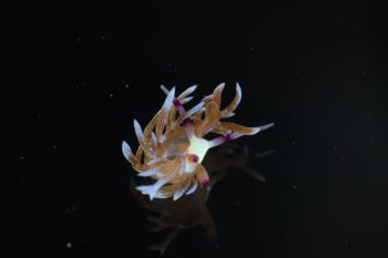 Media type: image;   Malacology 393738 Description: live specimen;